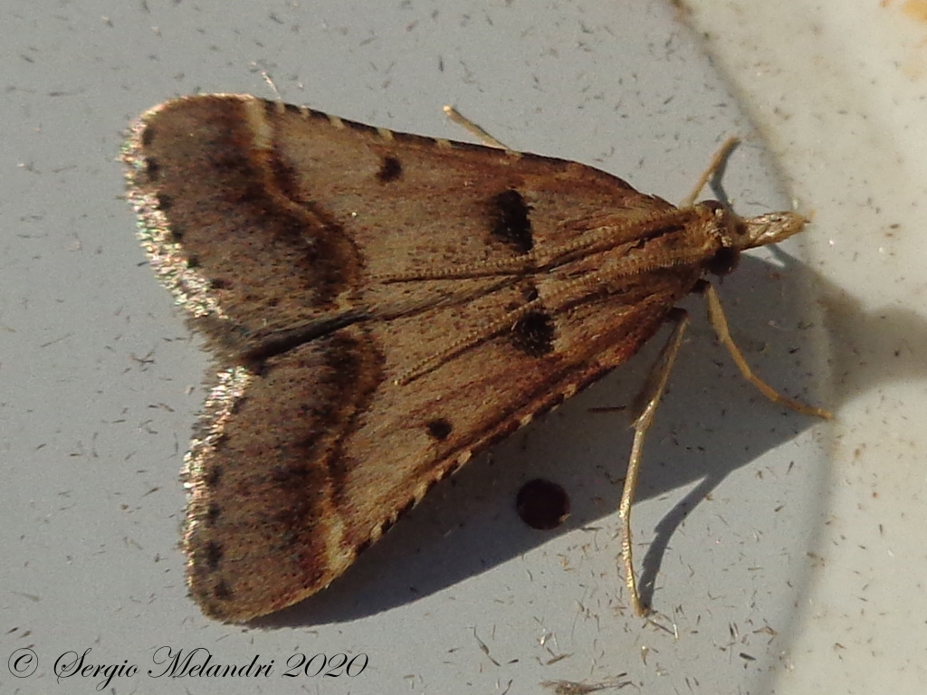 ID Falena 1: Stemmatophora brunnealis - Pyralidae